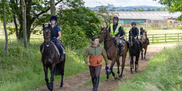 horses in training